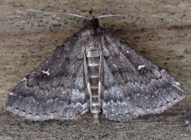 Florida Tetanolita